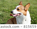 在柯基犬草原 815659