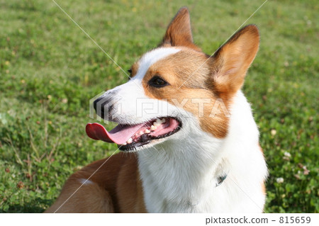 在柯基犬草原 在柯基犬草原 815659