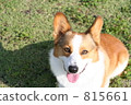 在柯基犬草原 815661