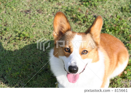 在柯基犬草原 在柯基犬草原 815661