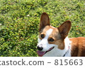 在柯基犬草原 815663