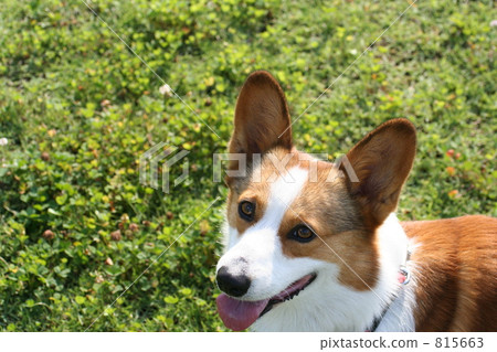 在柯基犬草原 在柯基犬草原 815663