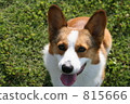 在柯基犬草原 815666