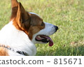 柯基犬 815671