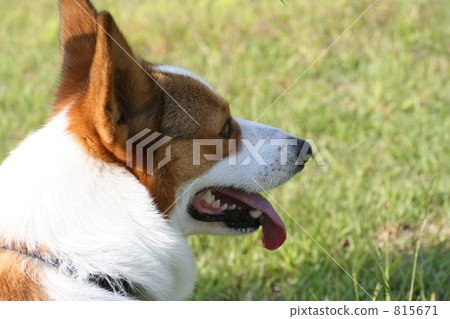 柯基犬 柯基犬 815671
