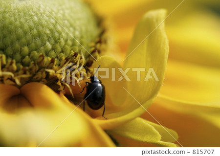 Beetle rising with hind legs 815707