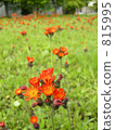 A flower without a name of a park A flower without a name of a park 815995