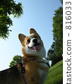 Corgi Smile Corgi Smile 816033