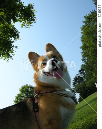Corgi Smile Corgi Smile 816033