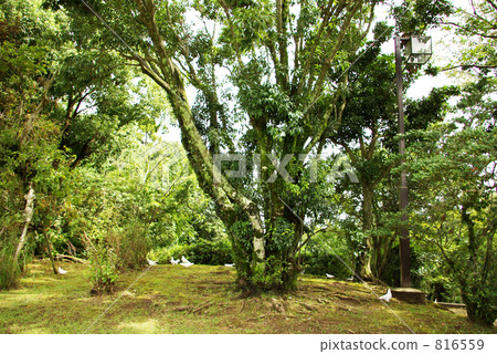planted forest, forest, haniwa park 816559