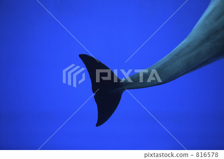 Dolphin tail fin Dolphin tail fin 816578