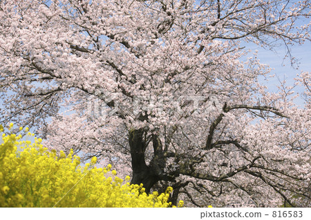 Cherry blossoms and rape blossoms Cherry blossoms and rape blossoms 816583