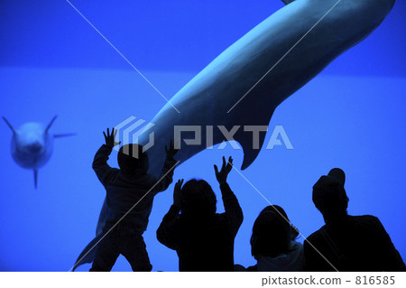 Dolphin's aquarium family Dolphin's aquarium family 816585