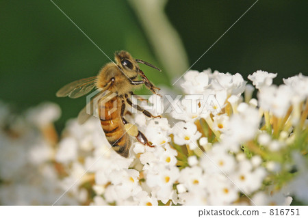 Western honey bee jumping out with a snout 816751