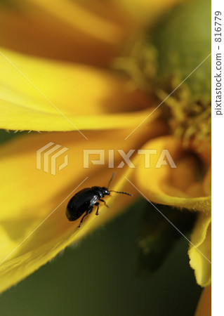 Beetle walking on the edge of a petal 816779