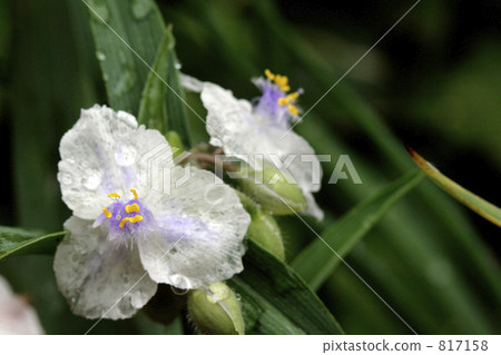 白花紫羅蘭色乾草 白花紫羅蘭色乾草 817158