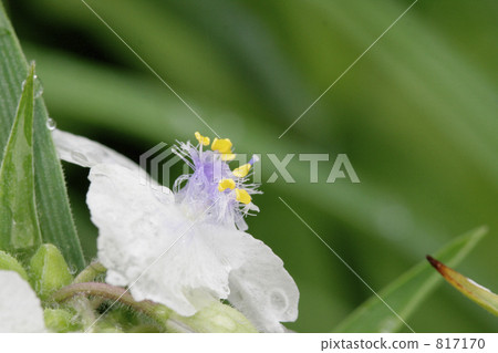 濕白花紫羅蘭色草花心臟 濕白花紫羅蘭色草花心臟 817170