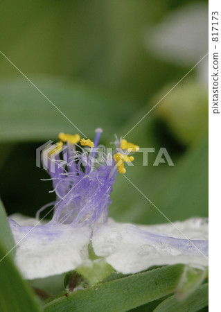 雨白花心臟花 817173
