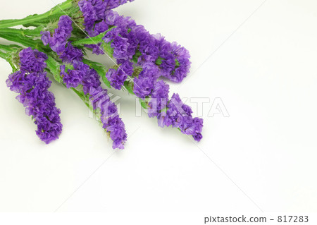 Statis Statis 817283