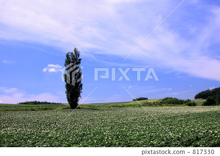 夏季馬鈴薯田 817330