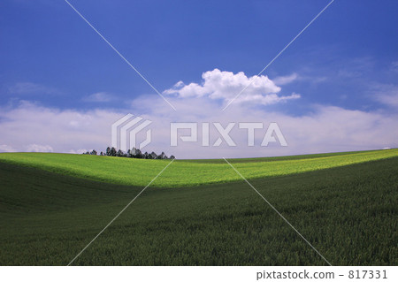 White clouds and wheat fields 817331
