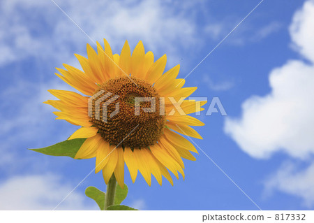 向日葵 817332