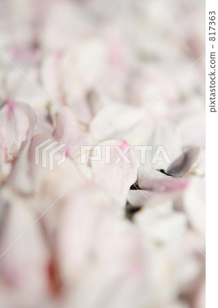 櫻花 817363