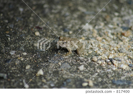  Bamboo shoots 817400