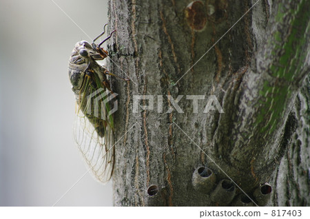 明敏半 明敏半 817403