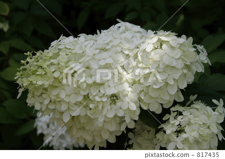 Nori Tsugi in full bloom 817435