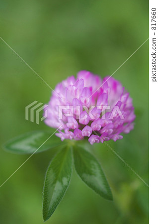 Purple clover flower 817660