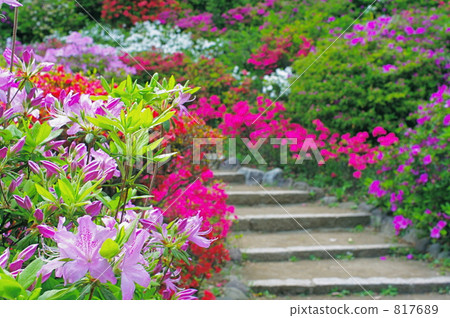 Rokugien的杜鵑花 817689
