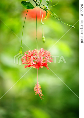 UNAKUSHI FUYOU 817726