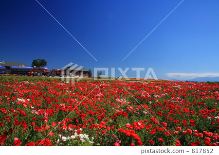 Lily fields in Kamifurano 817852