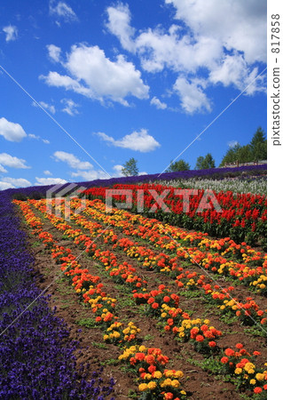 Flower garden in Nakafurano Flower garden in Nakafurano 817858