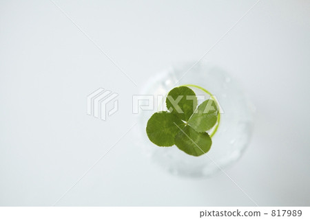 Four leaf clover 817989