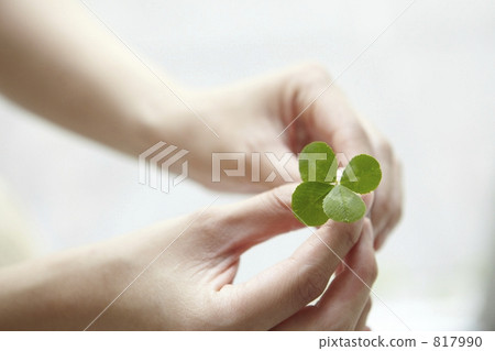 雙手握住四葉草 817990