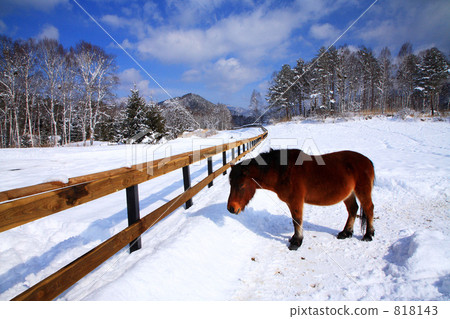 Kota Kogen in winter and Kiso horse 818143