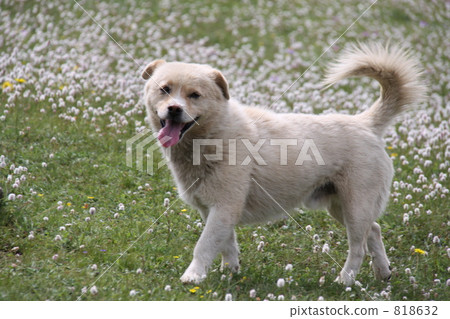 Dog of the plateau Dog of the plateau 818632