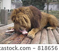 lion, panthera leo, animal 818656
