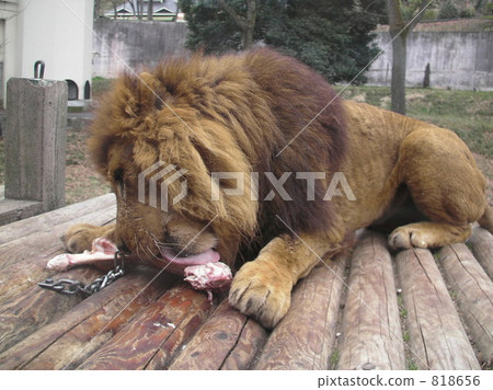 lion, panthera leo, animal 818656