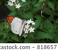 butterfly, butterflies, bug 818657