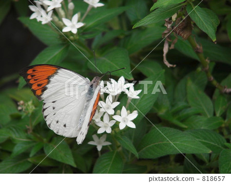 butterfly, butterflies, bug 818657