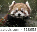 animal, animals, red panda 818658