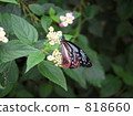 bug, insect, butterfly 818660