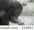orangutan, utan, animal 818662