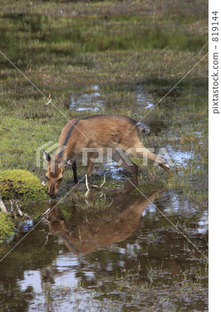 Hanago河的Yakushika 819144