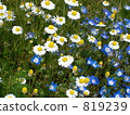 flower garden, flower field, bloom 819239