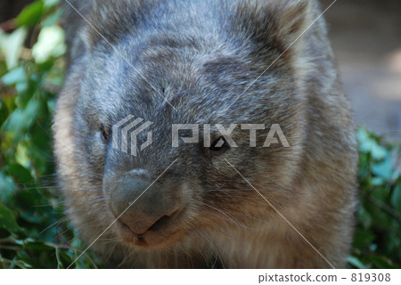 Wombat  819308