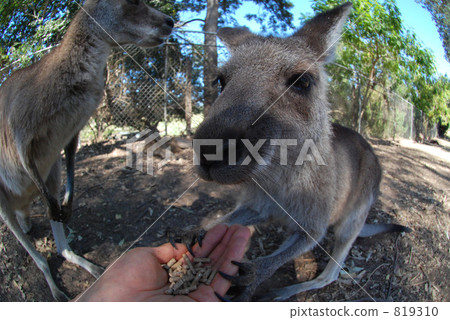 Kangaroo 819310